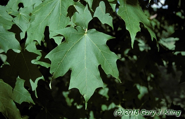 Acer saccharum