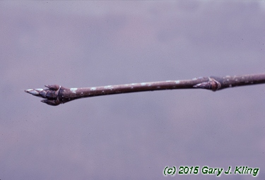 Acer saccharum