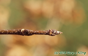Acer saccharum