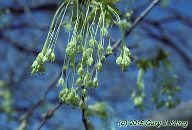 Acer saccharum