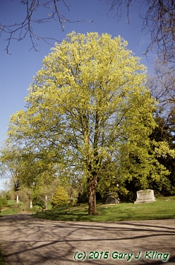 Acer saccharum