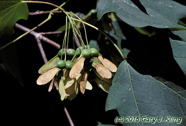 Acer saccharum