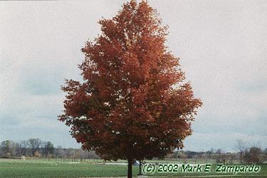 Acer saccharum