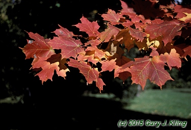 Acer saccharum