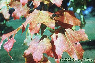 Acer saccharum