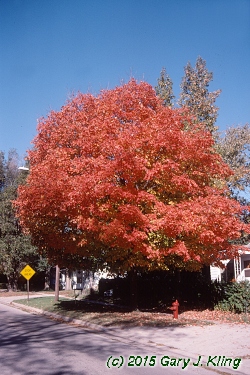 Acer saccharum