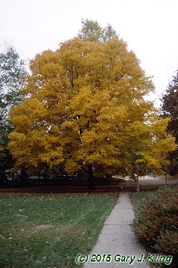 Acer saccharum
