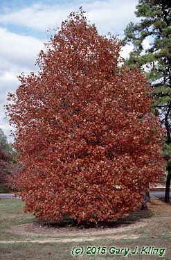 Acer saccharum