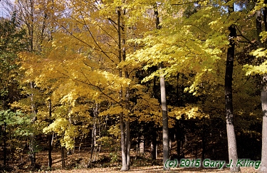 Acer saccharum