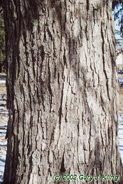 Acer saccharum