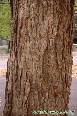 Acer saccharum