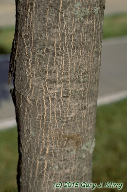 Acer saccharum