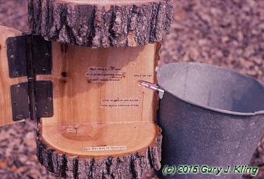 Acer saccharum
