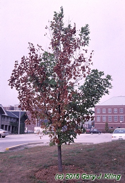 Acer saccharum