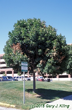 Acer saccharum