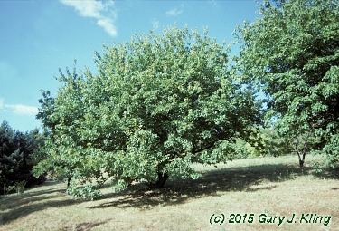 Acer tataricum