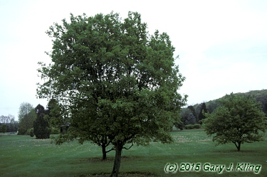 Acer tataricum