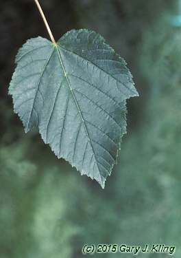 Acer tataricum