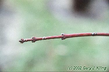Acer tataricum