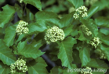 Acer tataricum