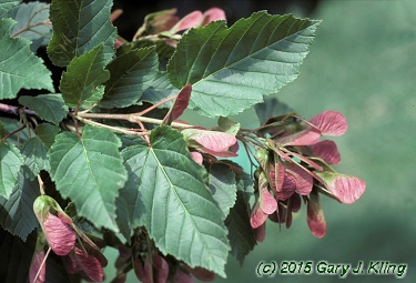 Acer tataricum