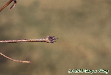 Acer triflorum
