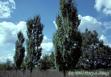 Acer x freemanii 'Armstrong'