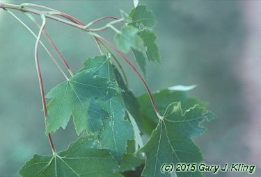Acer x freemanii 'Armstrong'