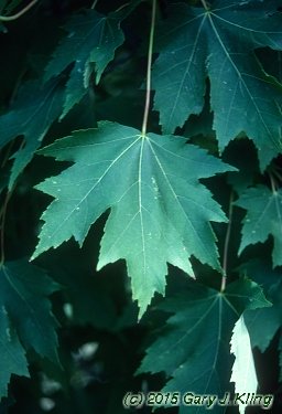 Acer x freemanii 'Armstrong'
