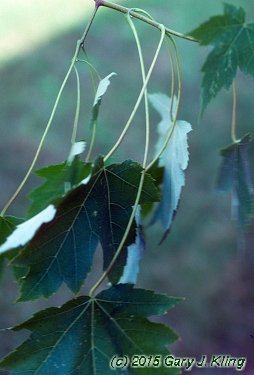 Acer x freemanii 'Armstrong'