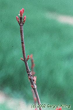 Acer tataricum subsp. ginnala