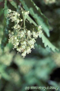 Acer tataricum subsp. ginnala