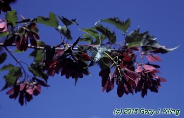 Acer tataricum subsp. ginnala