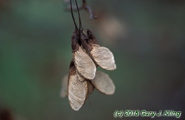 Acer tataricum subsp. ginnala
