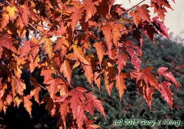 Acer tataricum subsp. ginnala