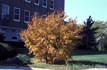 Acer tataricum subsp. ginnala