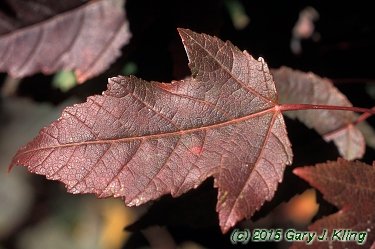 Acer tataricum subsp. ginnala
