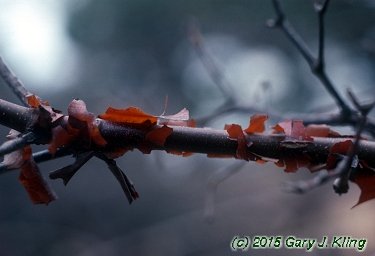 Acer griseum