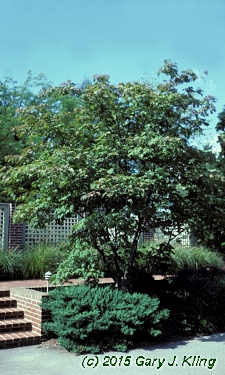 Acer japonicum 'Aconitifolium'