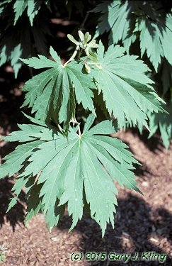 Acer japonicum 'Aconitifolium'