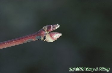Acer japonicum 'Aconitifolium'