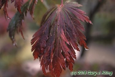Acer japonicum 'Aconitifolium'