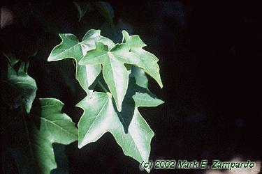 Acer miyabei