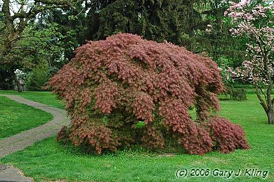 Acer palmatum