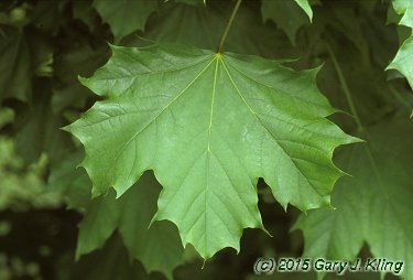 Acer platanoides