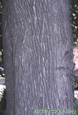 Acer platanoides
