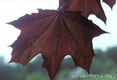 Acer platanoides 'Crimson King'
