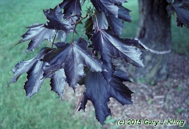 Acer platanoides 'Crimson King'