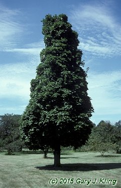 Acer platanoides 'Erectum'