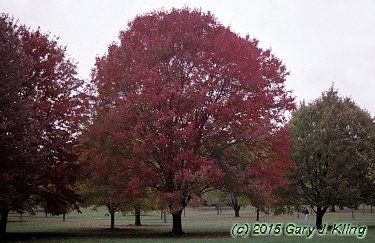 Acer rubrum
